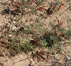 Desmanthus velutinus