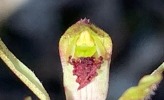 Caladenia transitoria