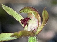 Caladenia transitoria