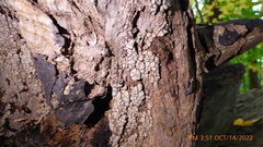 Xylobolus frustulatus