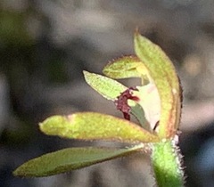 Caladenia transitoria