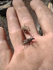 Cyphocleonus achates