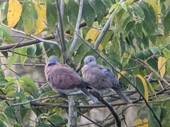 Streptopelia tranquebarica