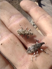 Cyphocleonus achates