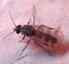 Culicoides
