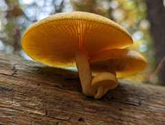 Tricholomopsis decora