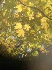 Acer saccharum