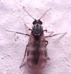 Culicoides