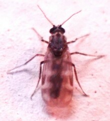 Culicoides