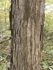 Acer saccharum