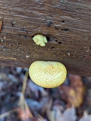 Tricholomopsis decora