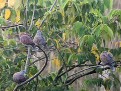 Streptopelia tranquebarica