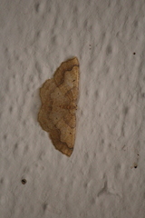 Periclina syctaria