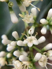 Viburnum odoratissimum
