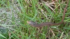 Takydromus stejnegeri