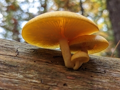 Tricholomopsis decora