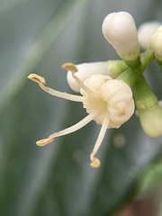 Viburnum odoratissimum
