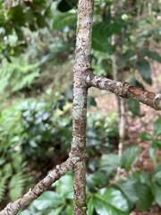 Viburnum odoratissimum