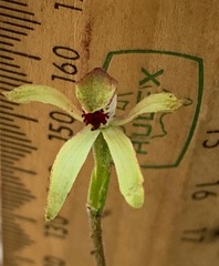 Caladenia transitoria