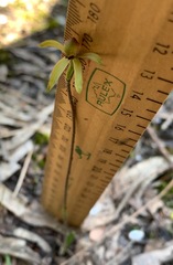 Caladenia transitoria
