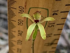 Caladenia transitoria