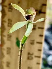 Caladenia transitoria