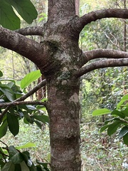 Viburnum odoratissimum