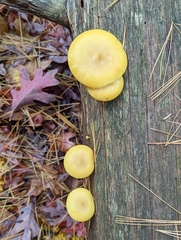 Tricholomopsis decora