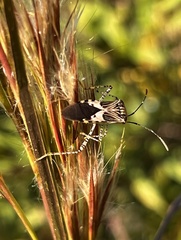 Hypselonotus punctiventris