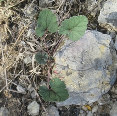 Erodium texanum