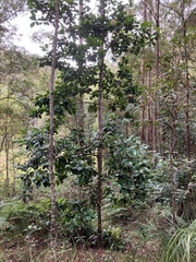 Viburnum odoratissimum