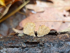 Schizophyllum commune