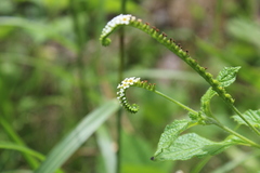 Heliotropium angiospermum