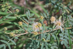Desmanthus cooleyi