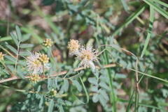 Desmanthus cooleyi