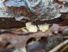 Schizophyllum commune