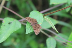 Carcharodini