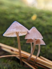 Mycena alcalina