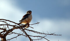 Polihierax semitorquatus