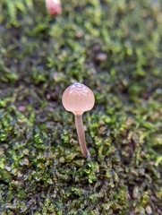 Mycena alcalina