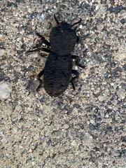 Phloeodes diabolicus