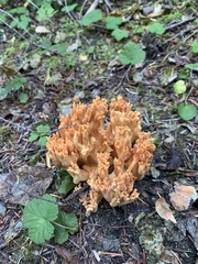 Ramaria aurantiisiccescens