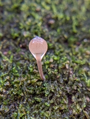 Mycena alcalina