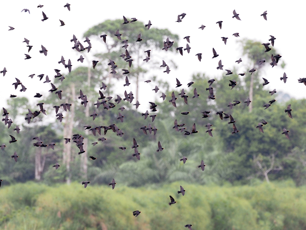 African River Martin