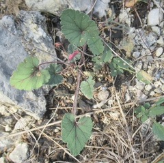 Erodium texanum