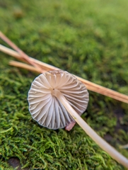 Mycena alcalina