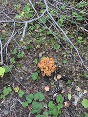 Ramaria aurantiisiccescens