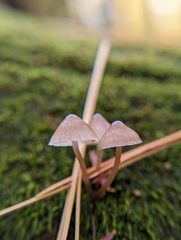 Mycena alcalina
