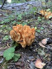 Ramaria aurantiisiccescens