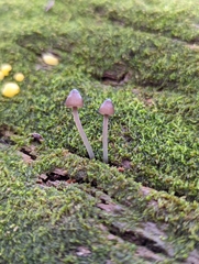 Mycena alcalina